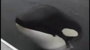 Забавная касатка