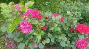 Как цветет Роза Леонардо да Винчи