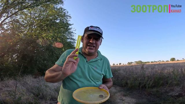 Украинская колибри. Бражник от гусеницы до бабочки. Одесса.  Насекомые Украина. Пожиратель. #зоотро