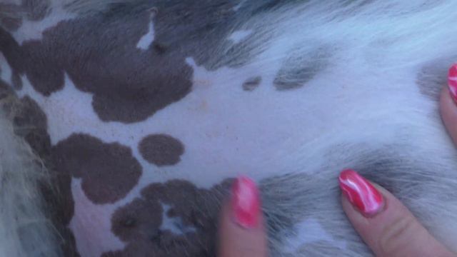 Шилеле Бибигуль. Готовимся к отьезду. смотреть онлайн