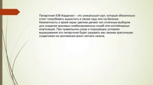 Пеларгония ЮВ-Кардинал