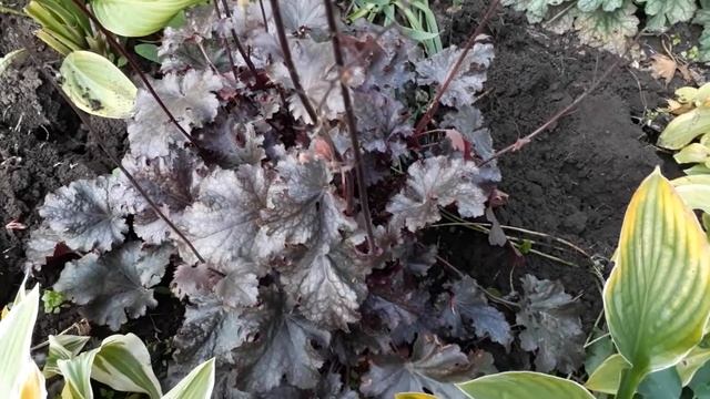 #garden #heuchera #Blackout #гейхера /Гейхера Блэкаут(лат. heuchera Blackоut)шоколадная красавица смотреть онлайн