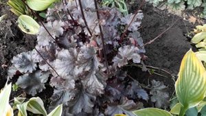 #garden #heuchera #Blackout #гейхера /Гейхера Блэкаут(лат. heuchera Blackоut)шоколадная красавица