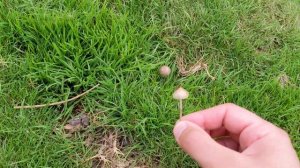 Liberty caps - A short visual guide 4K