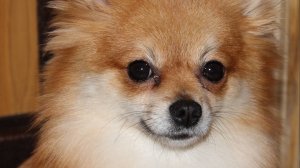 Настоящий куплен пес.