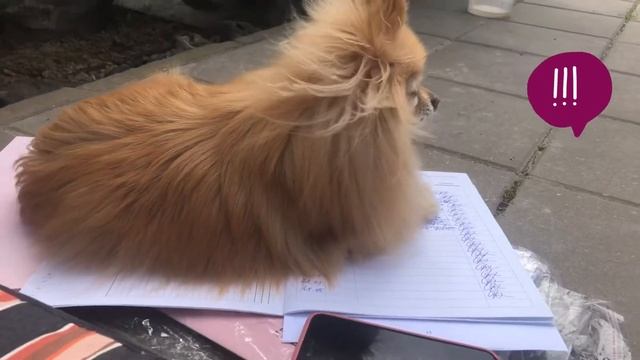 ОТДЫХАЕМ НА ДАЧЕ ! Или, как совместить ПРИятное с НЕполезным. Юмористическая видеозарисовка.? смотреть онлайн