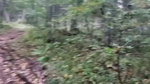 Охота на самца косули, изготовление манка на косулю