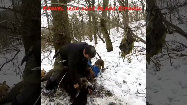 Алано в деле!!!) смотреть онлайн