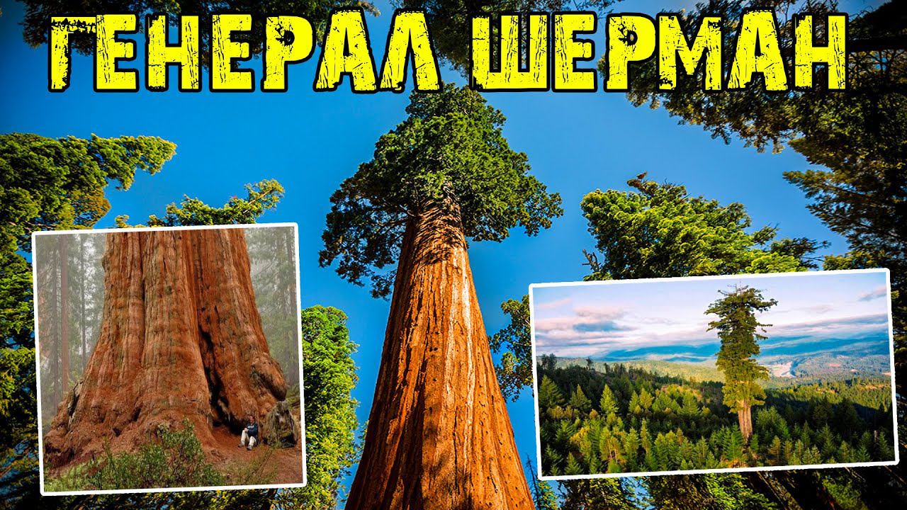 САМОЕ БОЛЬШОЕ ДЕРЕВО В МИРЕ — ГЕНЕРАЛ ШЕРМАН | НАЦИОНАЛЬНЫЙ ПАРК СЕКВОЙЯ | SR 1 — ДОРОГА №1 В США