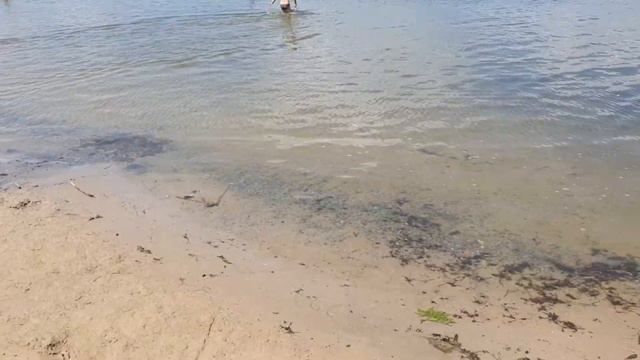 Городской пляж Новой Каховки. Лето. Река Днепр. смотреть онлайн