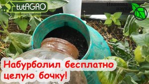 ДАЖЕ СЛАБЫЕ ТОМАТЫ и ОГУРЦЫ ДАДУТ УРОЖАЙ! Бесплатное удобрение из домашних отходов без вонищи.