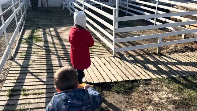 Альпаки, Ламы, Кролики мы на Ферме!!!???? #youtube #toys #happy смотреть онлайн