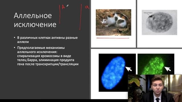 Генетика. Часть 3: взаимодействие аллельных и неаллельных генов