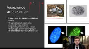 Генетика. Часть 3: взаимодействие аллельных и неаллельных генов