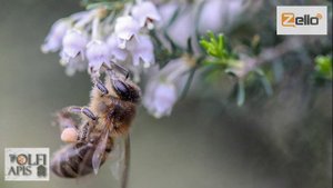 23.04.20 г. Z-рация, канал "Творческое пчеловодство" Малыхин В.Е., Апитерапия. Часть 1