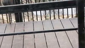 Zoo Chișinău. Зоопарк г. Кишинёв.The brown bear is taking water baths.