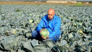 Выращивание поздней белокочанной капусты Сапфир F1