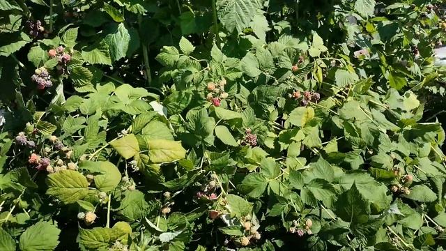 Малина Глен Ко (Glen Coe) смотреть онлайн