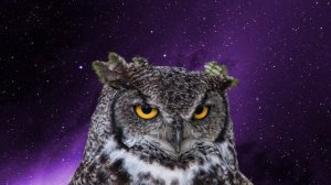 «Министерство фактов». Почему сову называют мудрой?