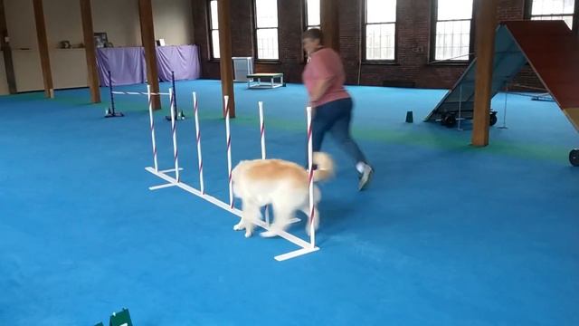 Galatea's She's Got Moxie (Cadieux) USDAA Event 109263 Part 1 August 2, 2020 смотреть онлайн