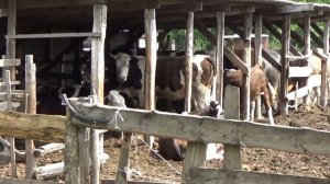 Что делают телята на поле если они не едят траву телята играют