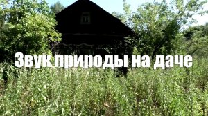 Звуки природы на даче для вдохновения и покоя