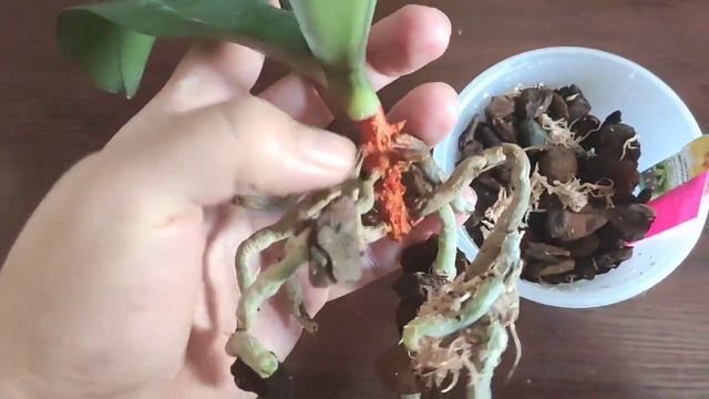 #Орхидеи. Моя боль😭😢. Шикарные сорта на грани вымирания в моей коллекции!Сара и Парфюмка.....печаль смотреть онлайн