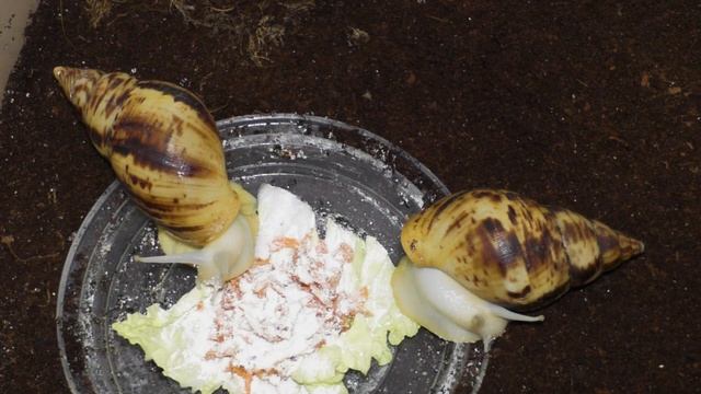 Все мои улитки ахатины – уход и содержание в домашних условиях смотреть онлайн