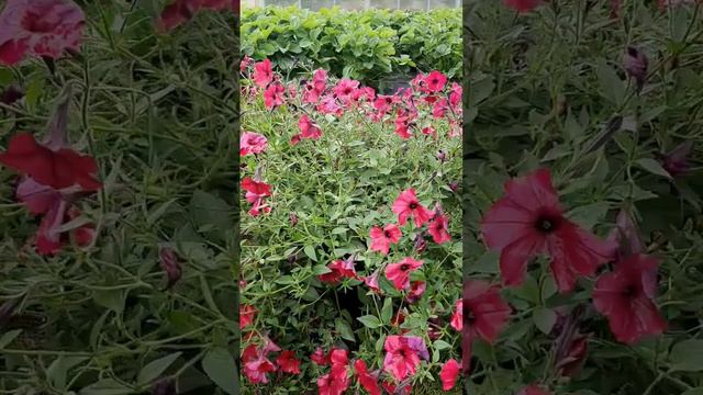 Что с петунией??? Ей ещё можно помочь... смотреть онлайн