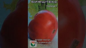 Томат бифштекс: характеристика и описание сорта