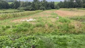 17 Августа Винницкая область. Какие они шикарные