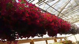 Calibrachoa flower basket