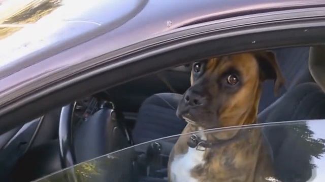 Автошкола УГК им. Ползунова смотреть онлайн