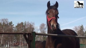 Аукцион 2019. Первый взгляд