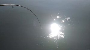 02 09 17 Сом на мандулу (ОСТОРОЖНО!"ФРАНЦУЗСКИЙ!!!"