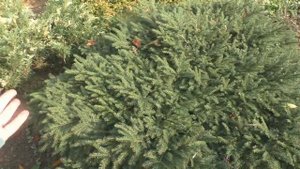 Ель обыкновенная "Нидиформис" (Picea abies "Nidiformis")