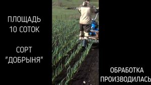 ШТРИГЕЛЬНАЯ БОРОНА ПО ЧЕСНОКУ. СТОИТ ЛИ???