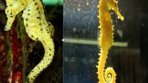 Морские коньки в аквариуме. Содержание и уход. Seahorses in the aquarium. The maintenance and care.