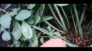 Размножение Седума. Самый  простой и доступный способ! Результат 100%!