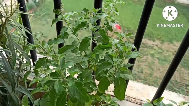 Tulsi Plant ko Ghana Aur Ek Se Bahut Saare Kaise Banayein@Gardening with geet kumar