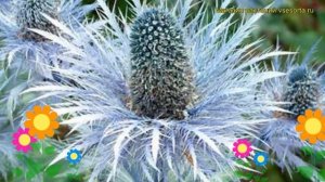 Синеголовник альпийский Супербум. Краткий обзор, описание характеристик eryngium alpinum Superbum