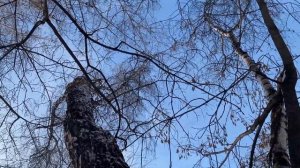 Как белка пьет зимой. Кормила нашу белку - подружку. Что делают у нас свиристели зимой?