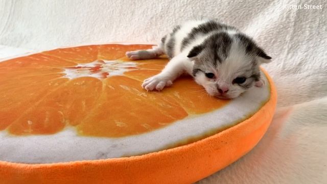 Newborn kittens open their eyes смотреть онлайн