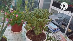 Сибирь. Готовим Фуксию к зиме