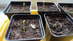 Помело как прорастить с косточки.