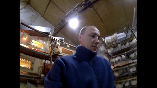 ОЧЕНЬ ВАЖНО!!! Пересадил техасских перепелов семьями//содержание техасского перепела