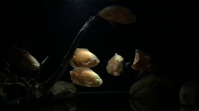 Астронотуси АльбіноРед, Astronotus Oscar Albino Red Night light смотреть онлайн