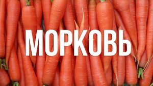 Натуральное питание собак - чем и как кормить