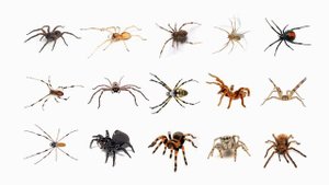 ? Learn Types of Spiders In English! English Spider Species Popular Types of Spiders