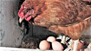 Хозяйство Воронова | Куры | 5 причин, почему куры несушки не несутся в хозяйстве